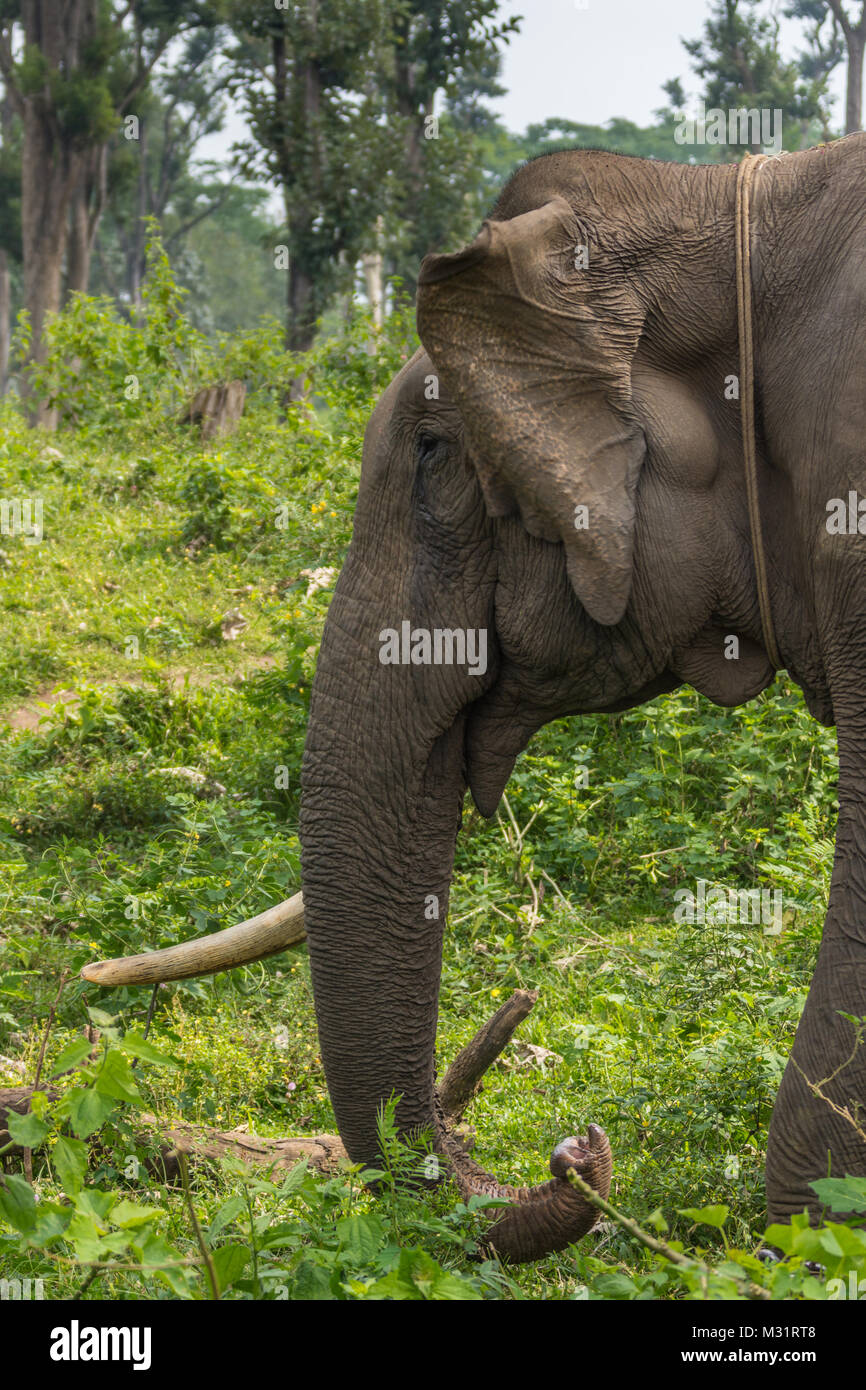 Coorg, India - October 29, 2013: Dubare Elephant Camp. Closeup of head of single tusk male elephant standing in the green jungle. Stock Photo