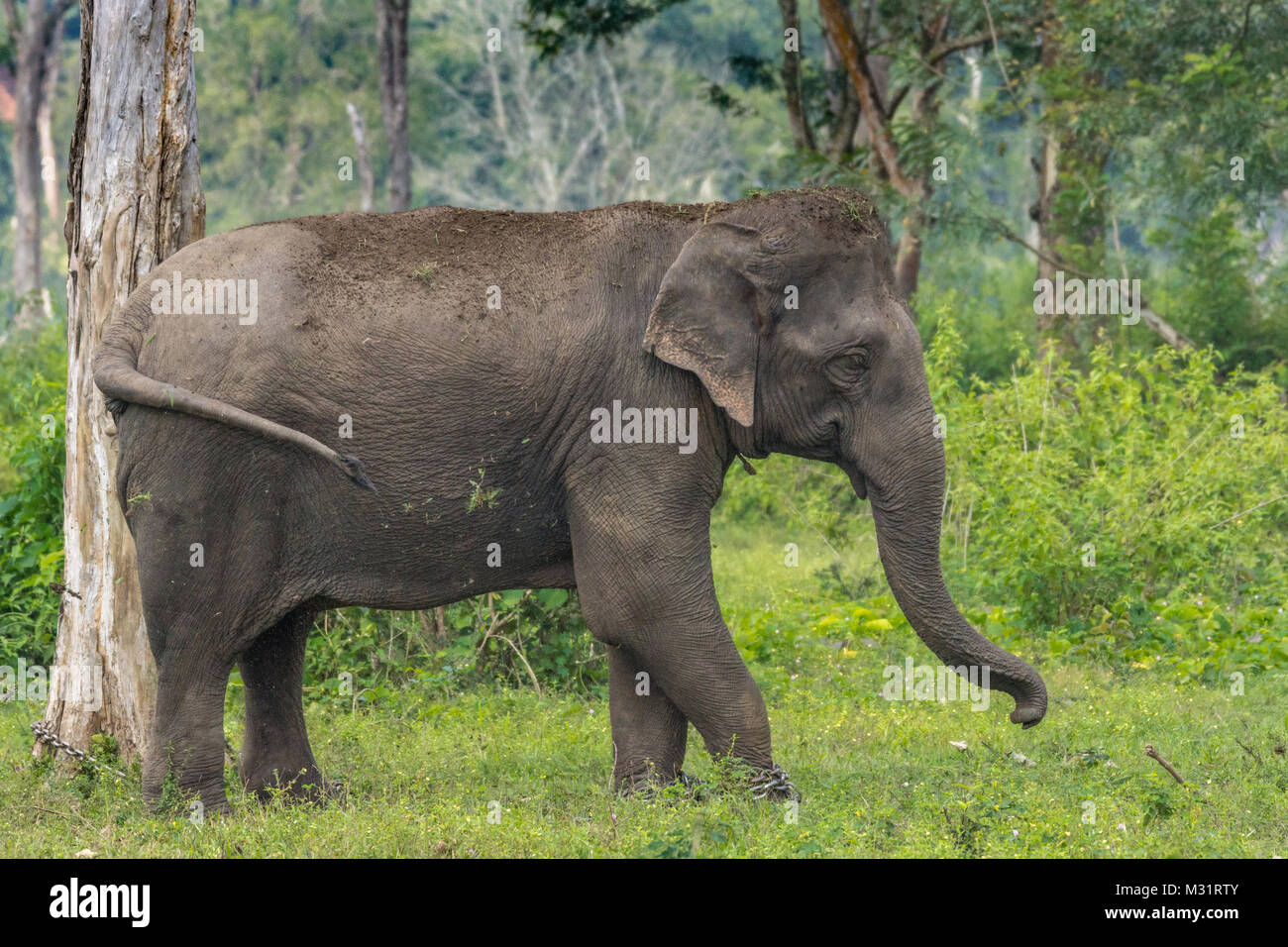 Coorg, India - October 29, 2013: Dubare Elephant Camp. Full body closeup of chained female elephant standing in the green jungle. Stock Photo