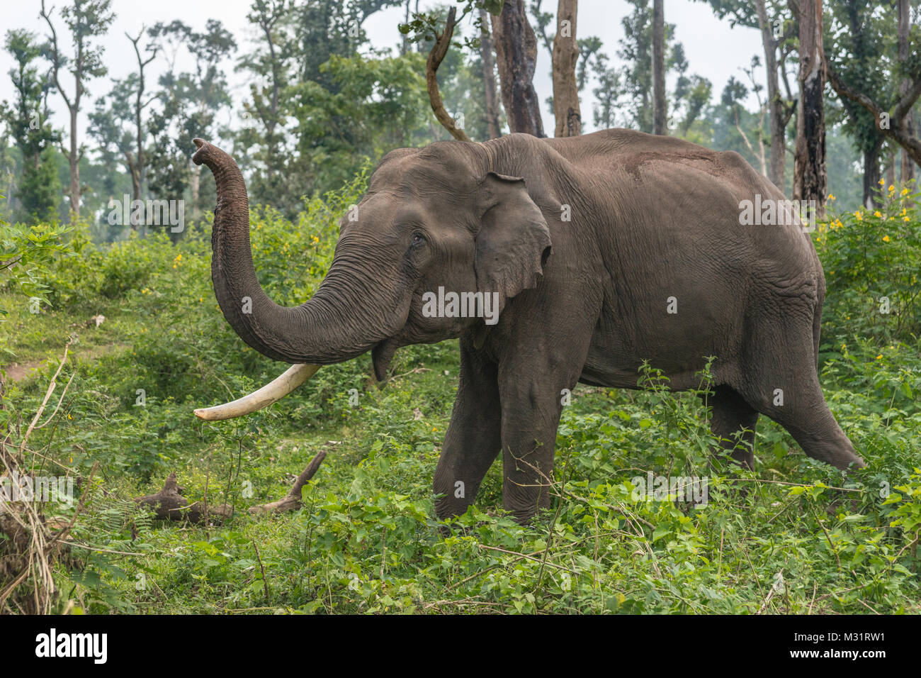 Coorg, India - October 29, 2013: Dubare Elephant Camp. Full body closeup of chained male elephant with one tusk standing in the green jungle an liftin Stock Photo