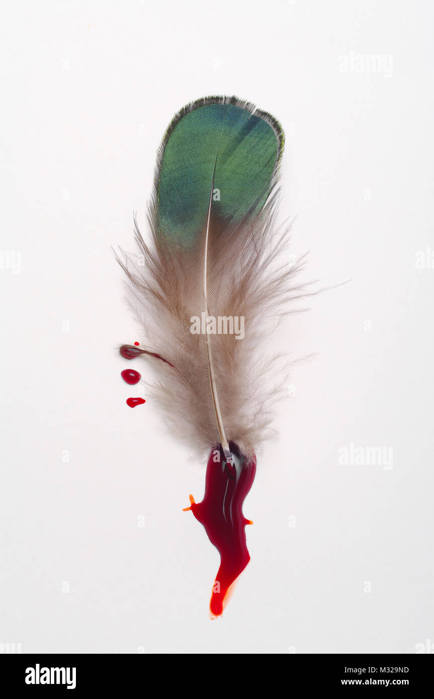 Blood feather hires stock photography and images Alamy