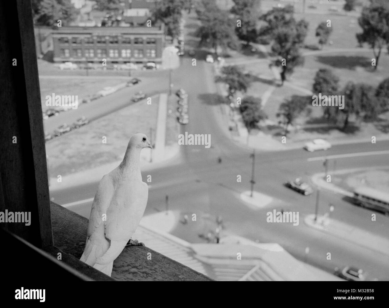Pigeon has a bird's eye view of park, ca. 1948. Stock Photo