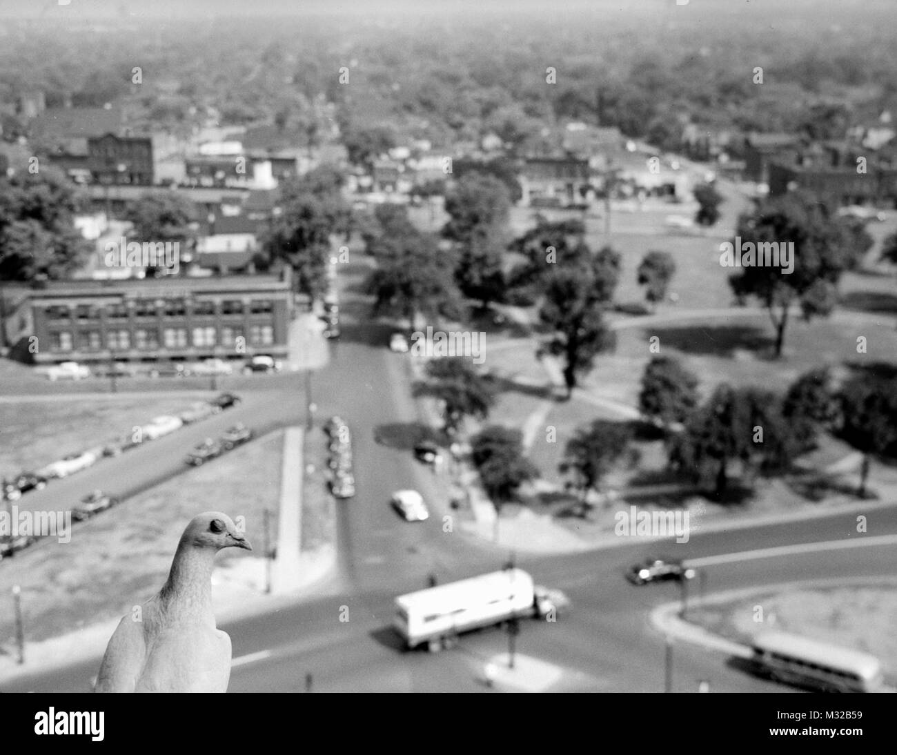 Pigeon has a bird's eye view of park, ca. 1948. Stock Photo