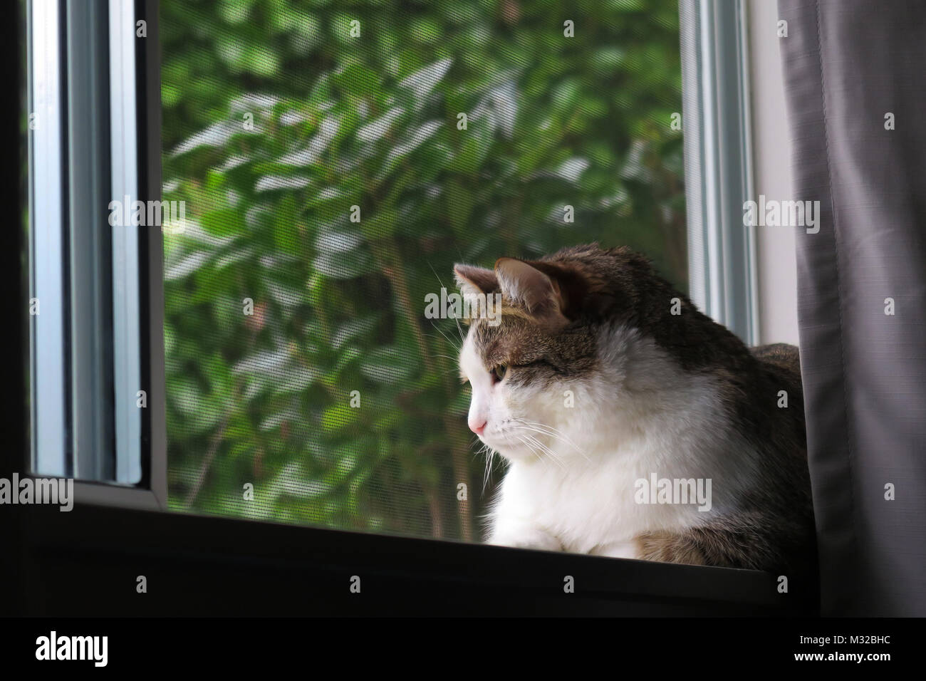 Domestic Cat Sitting On Windowsill Looking Outside Stock Photo