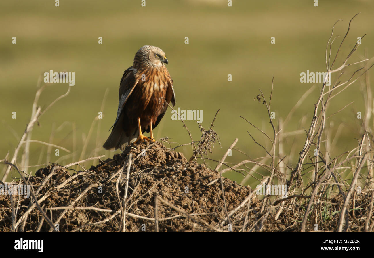 A stunning Marsh Harrier (Circus aeruginosus) perched on a soil mound on the ground surrounded by vegetation. Stock Photo