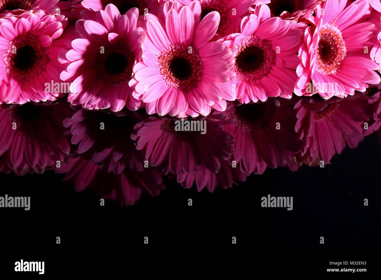 Gerbera with a large beautiful inflorescence is a wonderful decoration ...