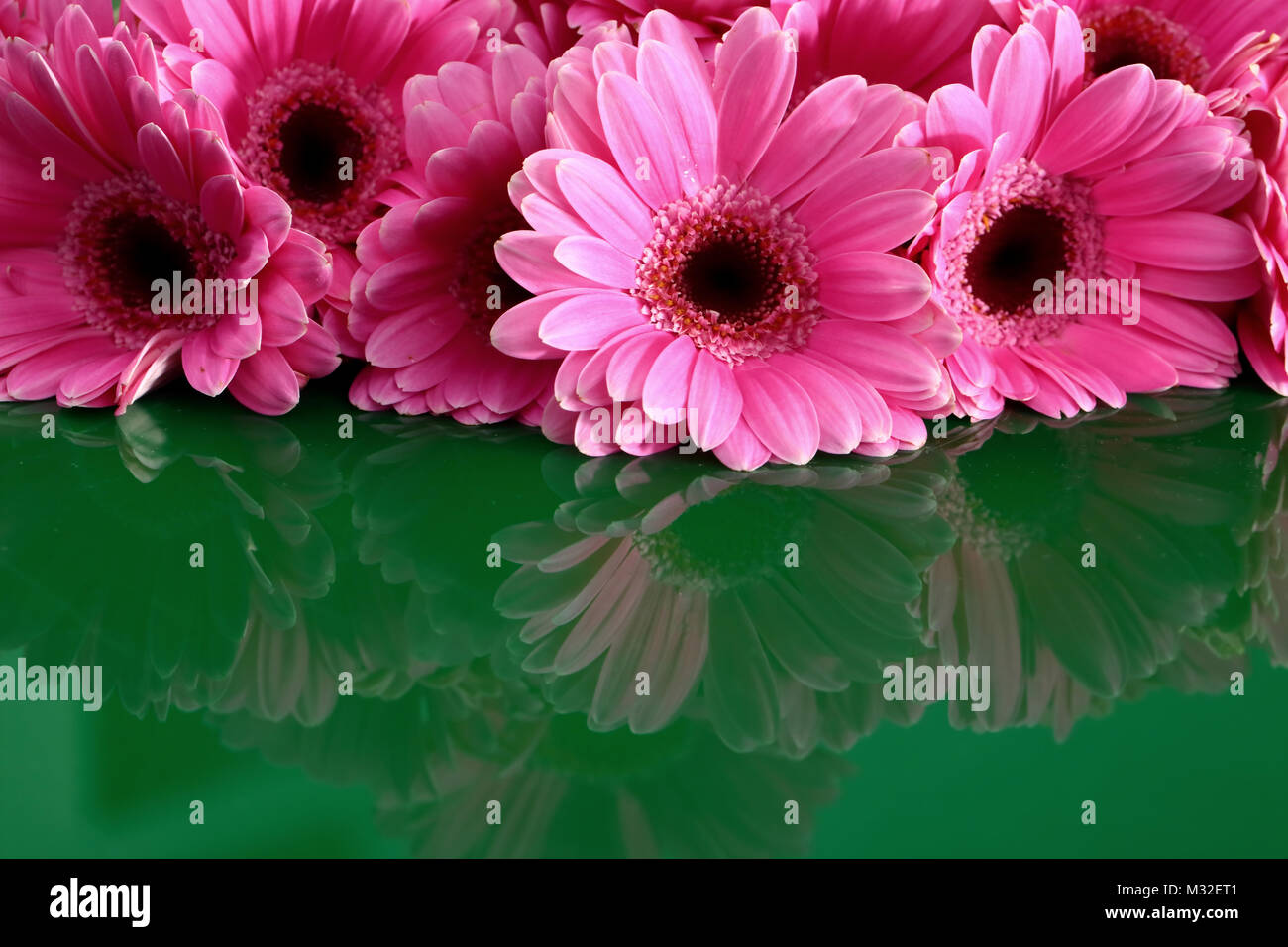 Gerbera with a large beautiful inflorescence is a wonderful decoration ...