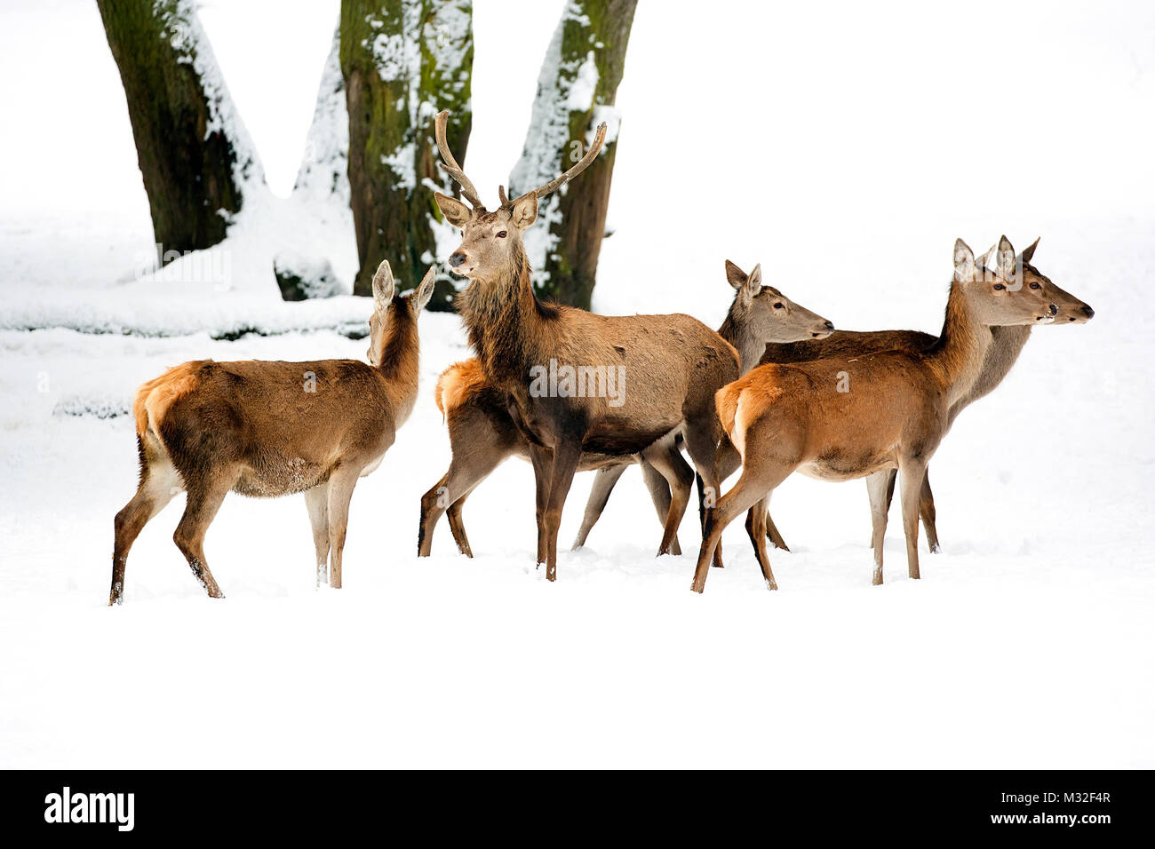 Red deer with family in the wild Stock Photo