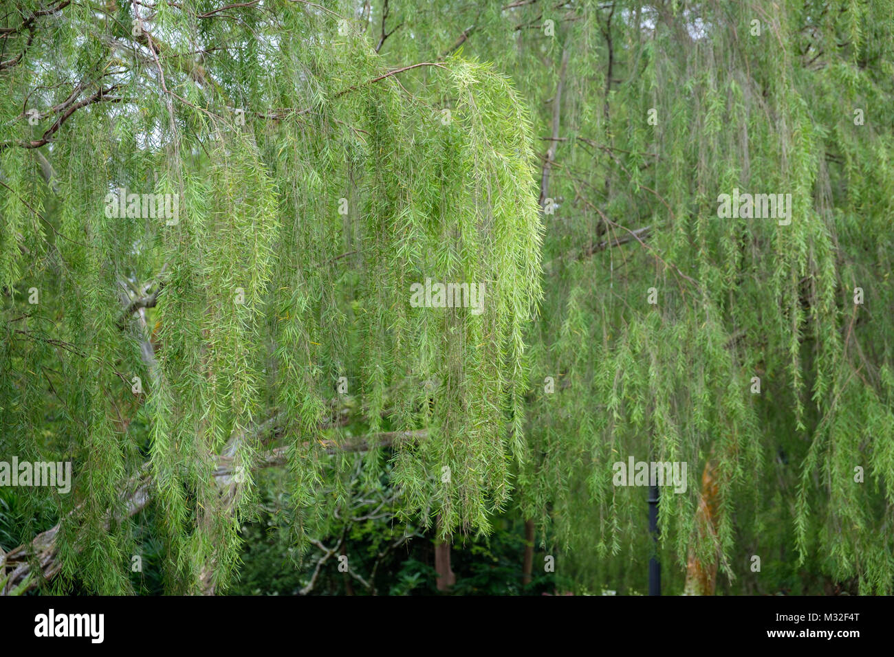 Dangling Tree Branches, Singapore Botanic Gardens Stock Photo