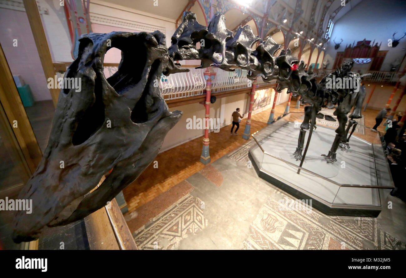 The Natural History Museum's Diplodocus skeleton cast, known as Dippy ...