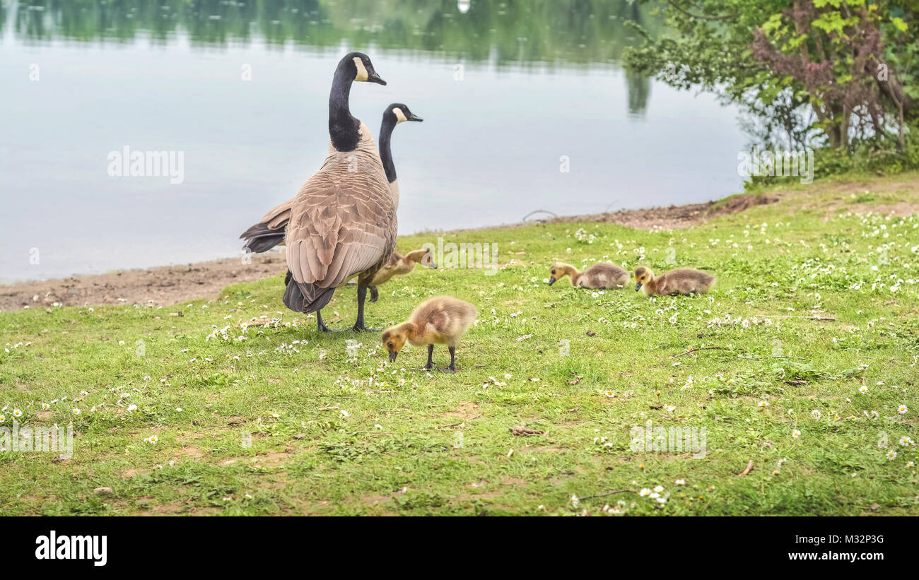 wild canadian geese with goslings by the lake Stock Photo