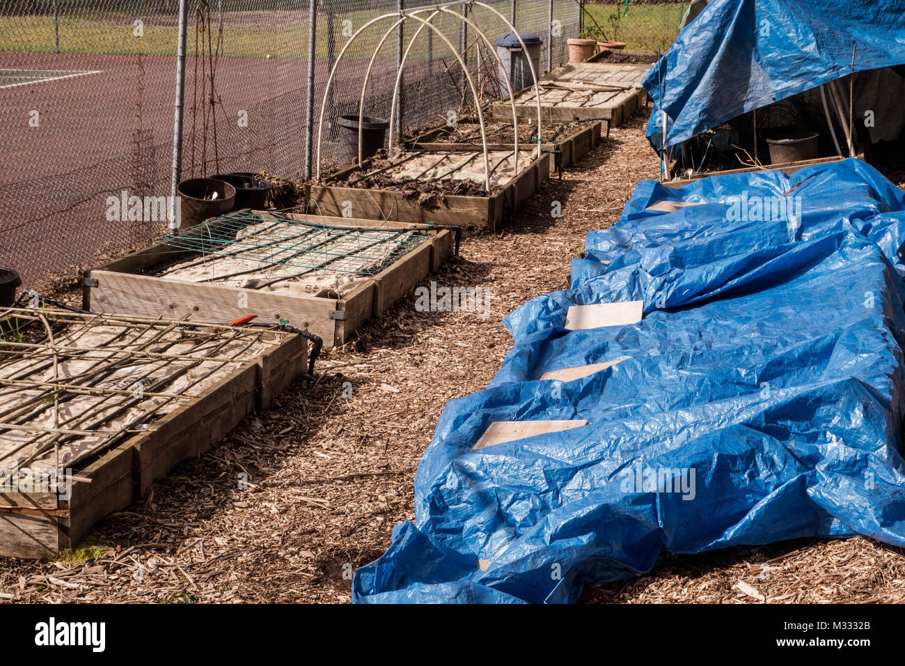Raised bed vegetable gardens covered by burlap and plastic to prevent