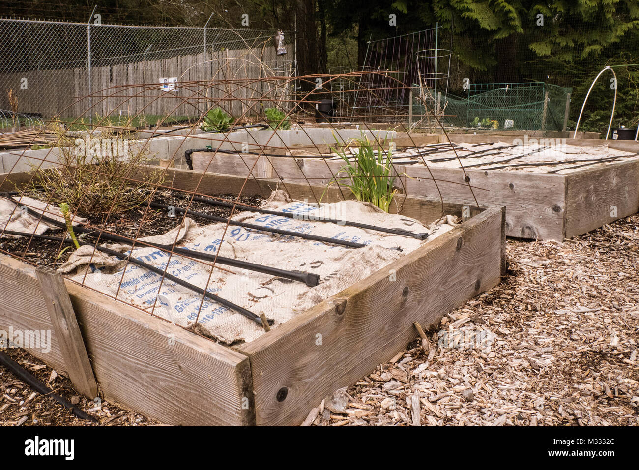 Raised bed vegetable gardens covered by burlap to prevent the rain from washing away the nutrients in the soil over the winter, in a community garden  Stock Photo