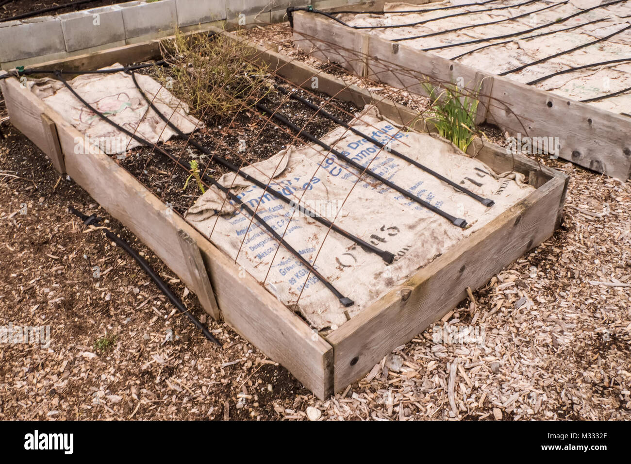 Raised bed vegetable gardens covered by burlap to prevent the rain from