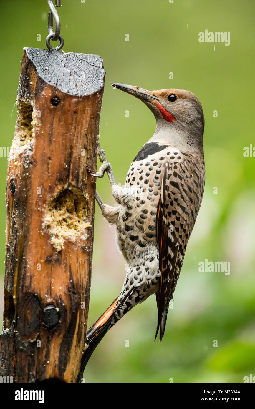 Male Northern Flicker eating from a suet feeder in the rain in springtime in Issaquah, Washington, USA Stock Photo