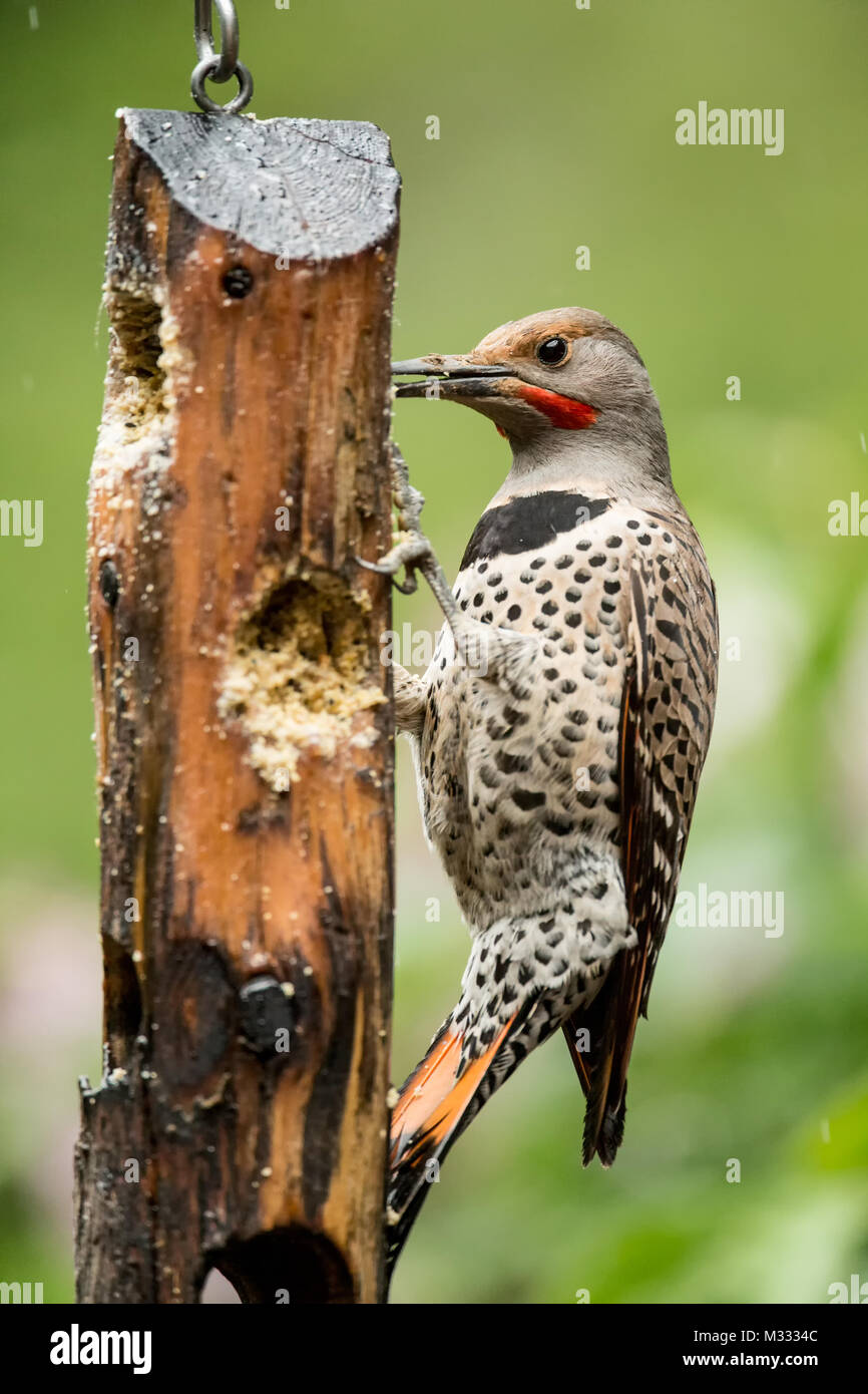 Male Northern Flicker eating from a suet feeder in the rain in springtime in Issaquah, Washington, USA Stock Photo