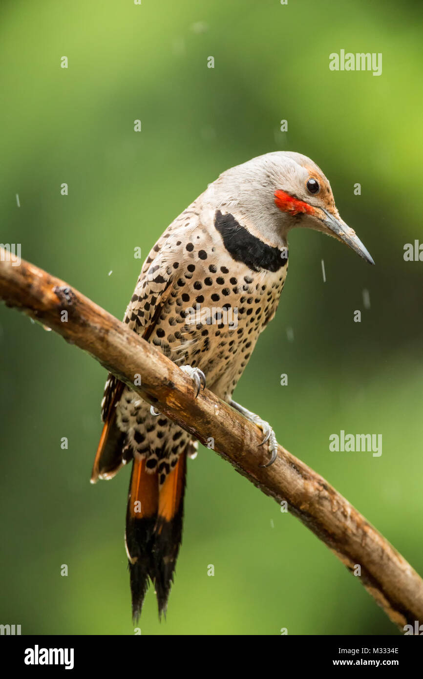 Male Northern Flicker resting on a branch in the rain in springtime in Issaquah, Washington, USA Stock Photo
