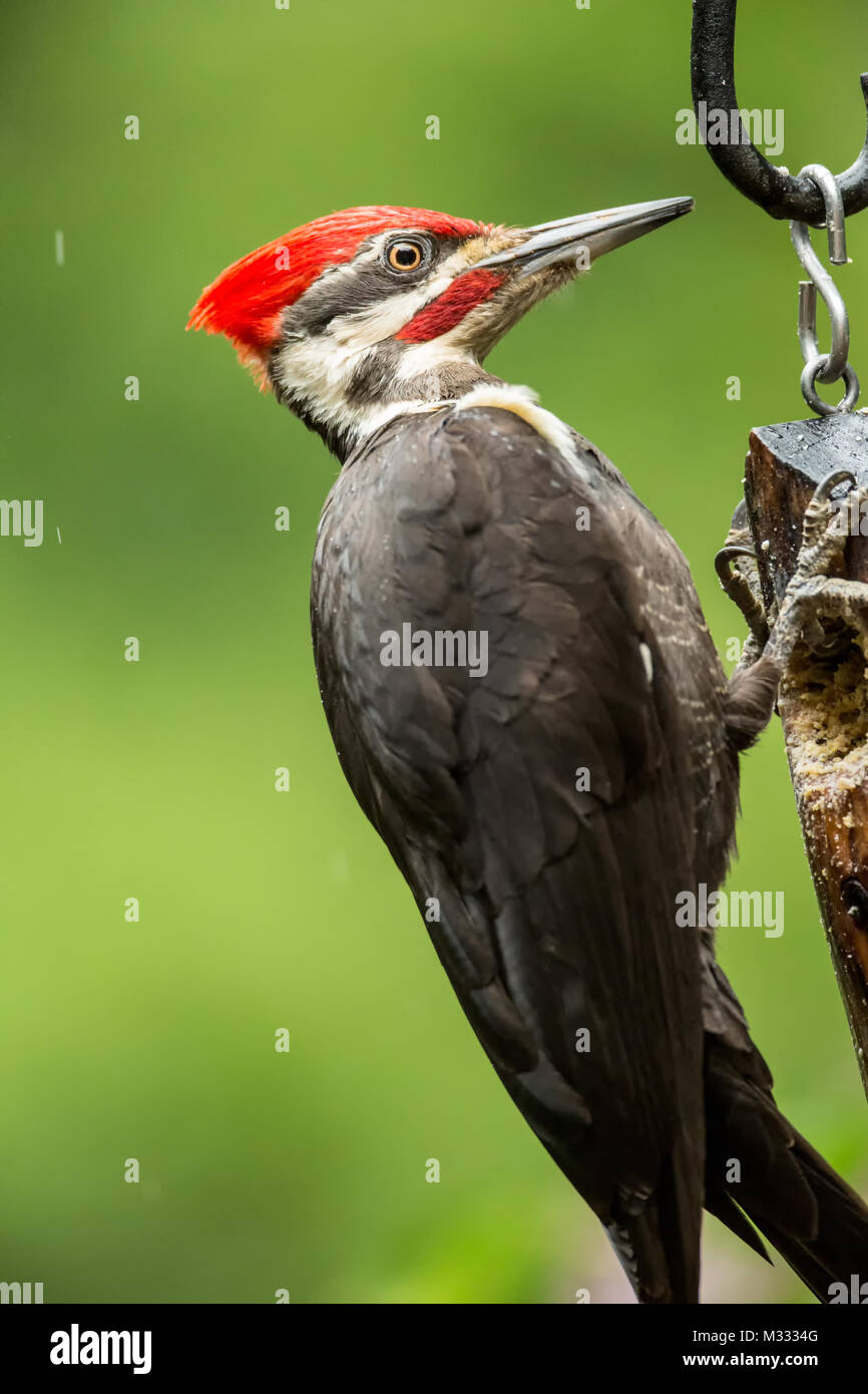 Male Pileated Woodpecker eating from a log suet feeder in the rain in