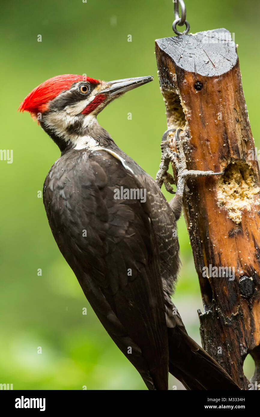 Male Pileated Woodpecker eating from a log suet feeder in the rain in
