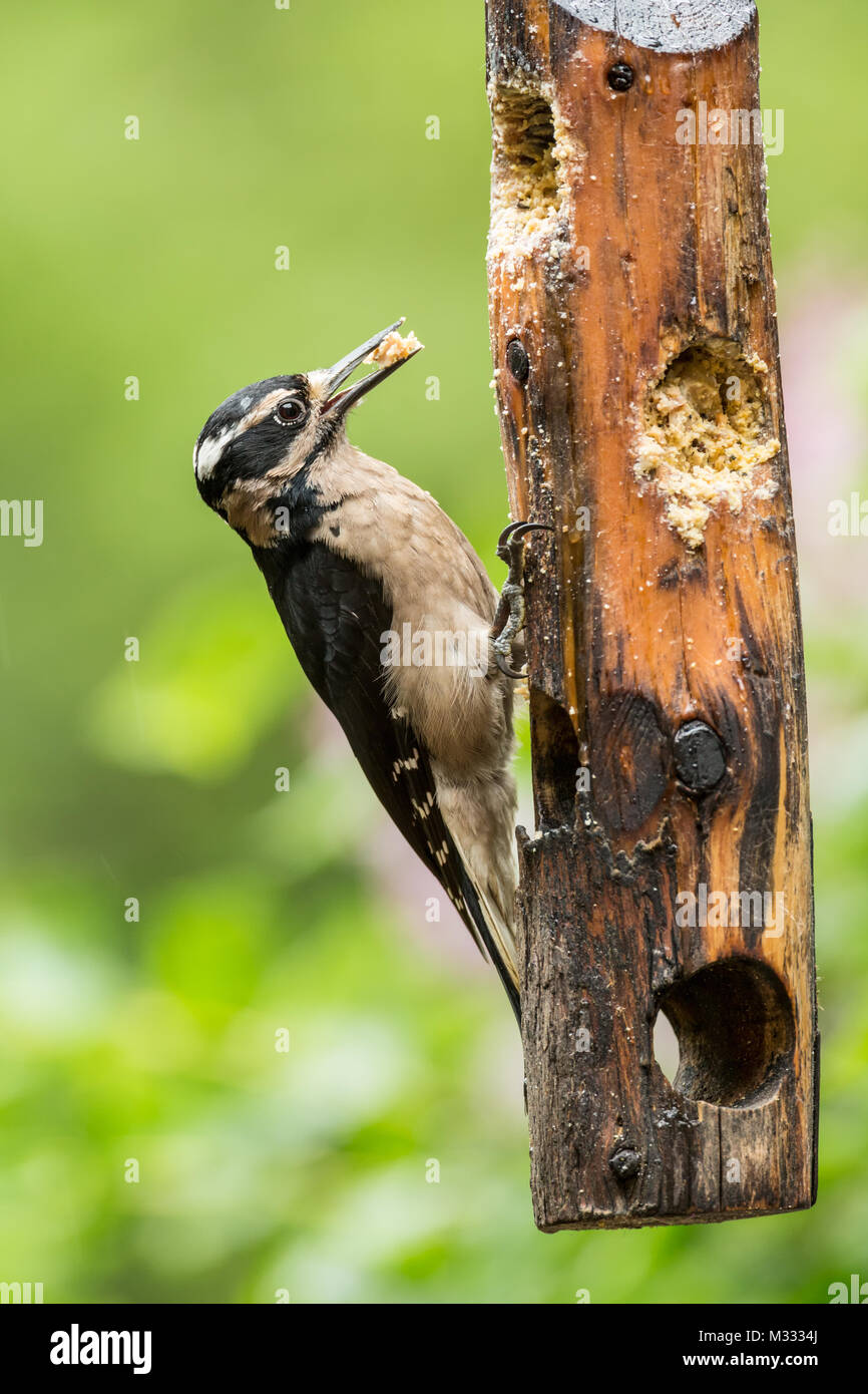 Female Hairy Woodpecker Eating From A Log Suet Feeder In The Rain