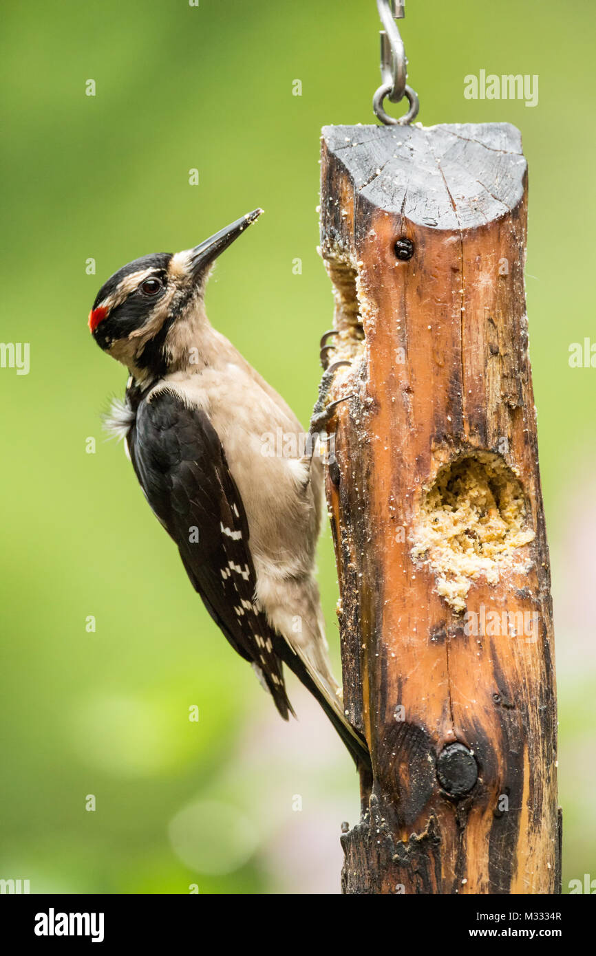 Male Hairy Woodpecker Eating From A Log Suet Feeder In Springtime