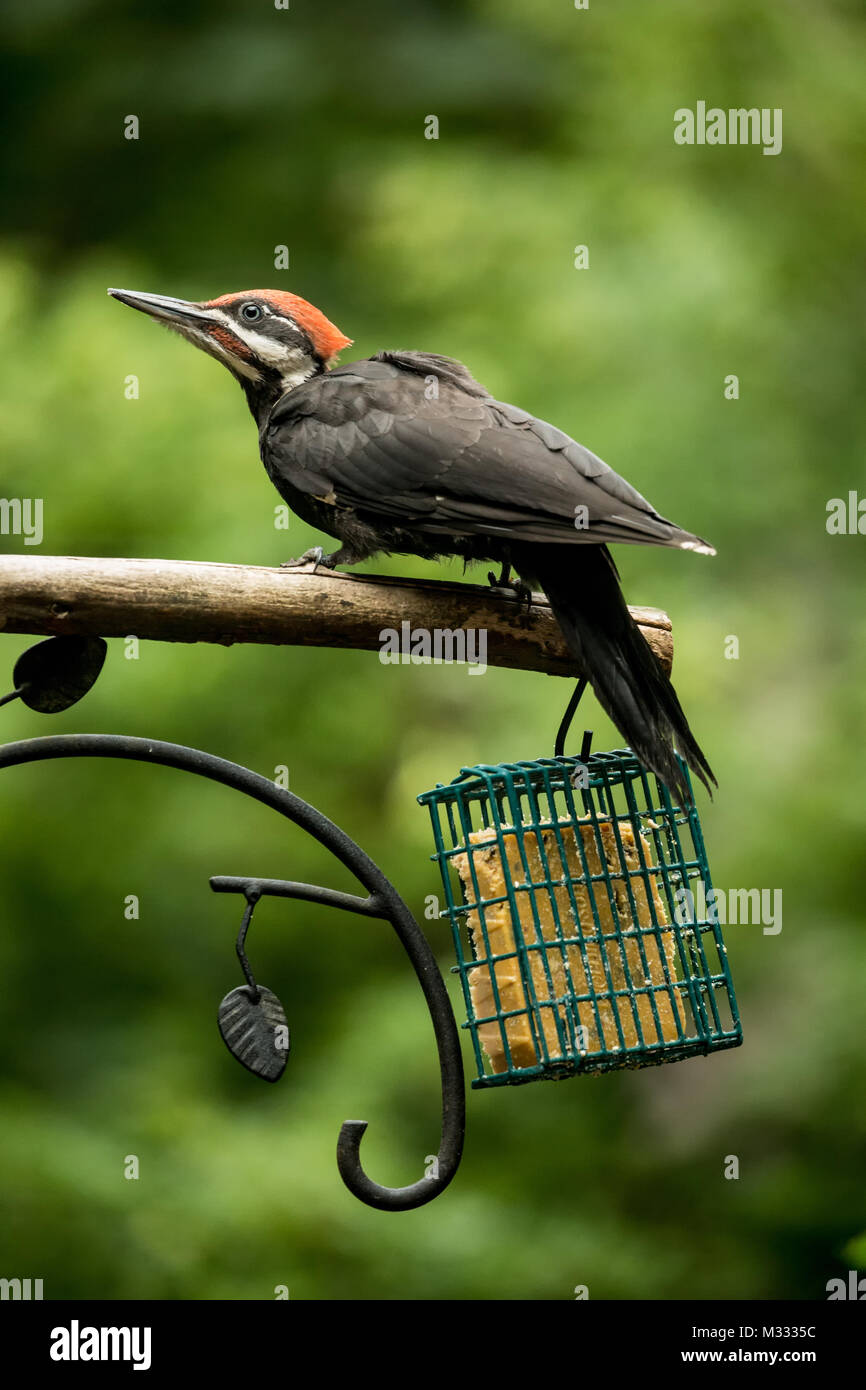 Juvenile female Pileated Woodpecker perched above a suet feeder in Issaquah, Washington, USA Stock Photo