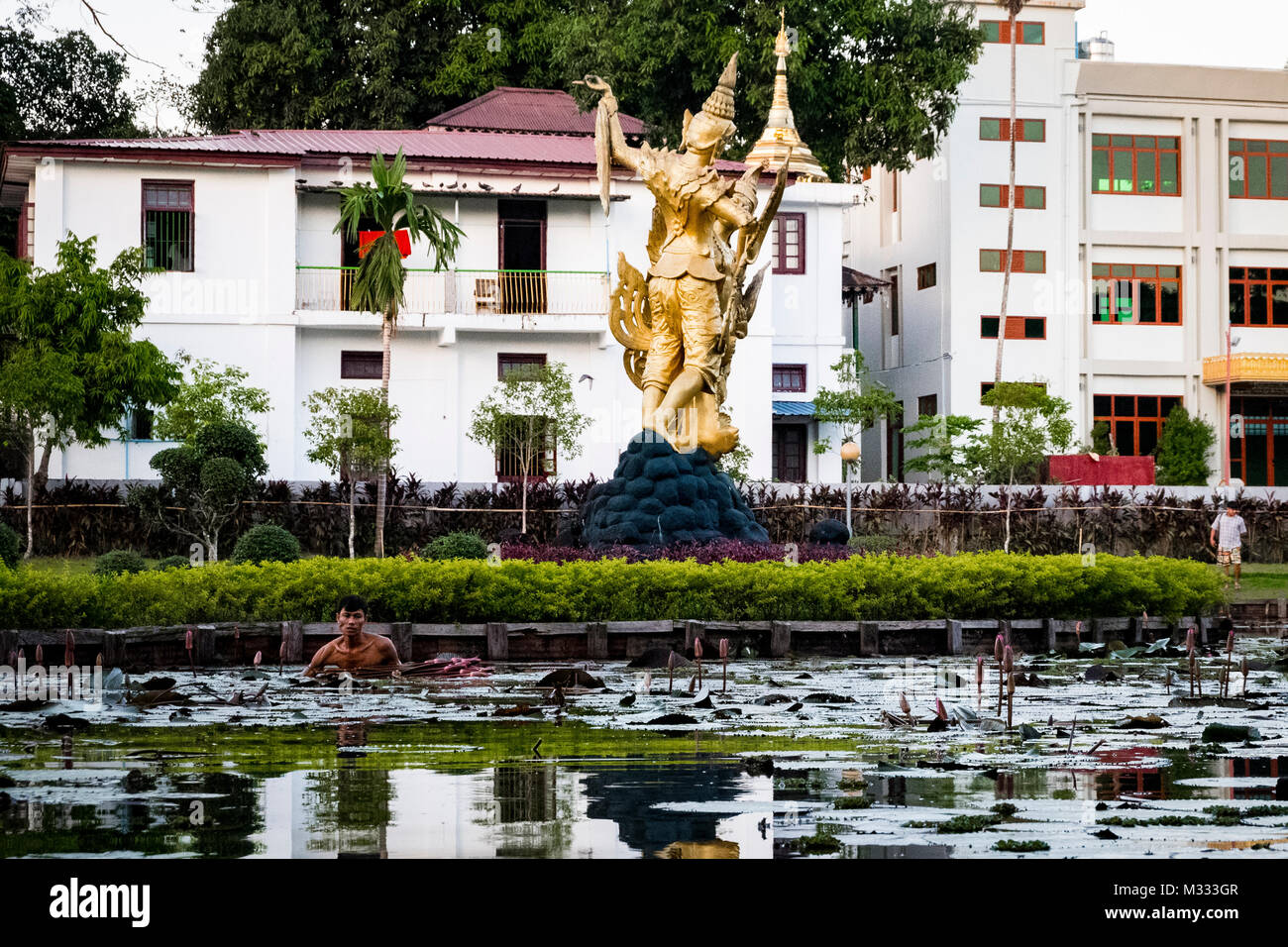 Man collecting water lilies from a pond in residential Yangon Stock Photo