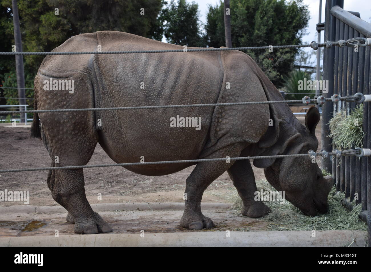 Rhinoceros at San Diego Zoo Stock Photo