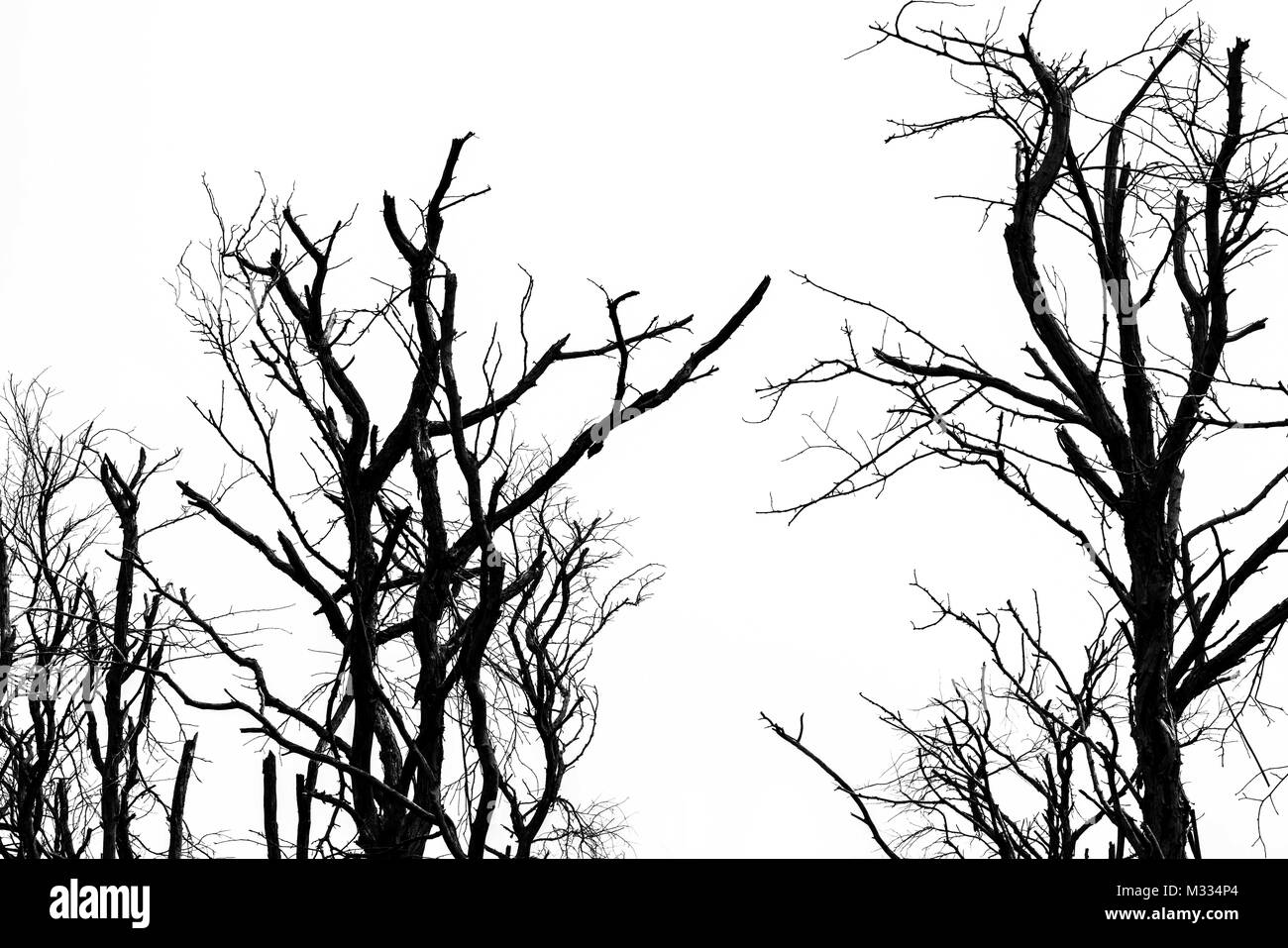 Silhouette dead tree isolated on clear white sky background for scary or death. Stock Photo
