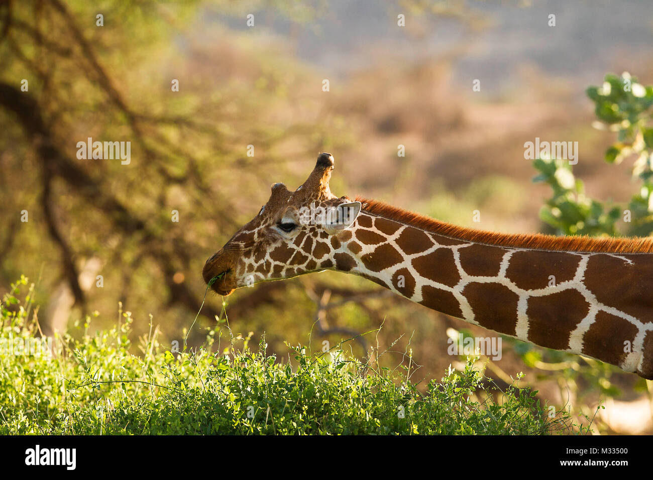 Reticulated Giraffe feeding Stock Photo