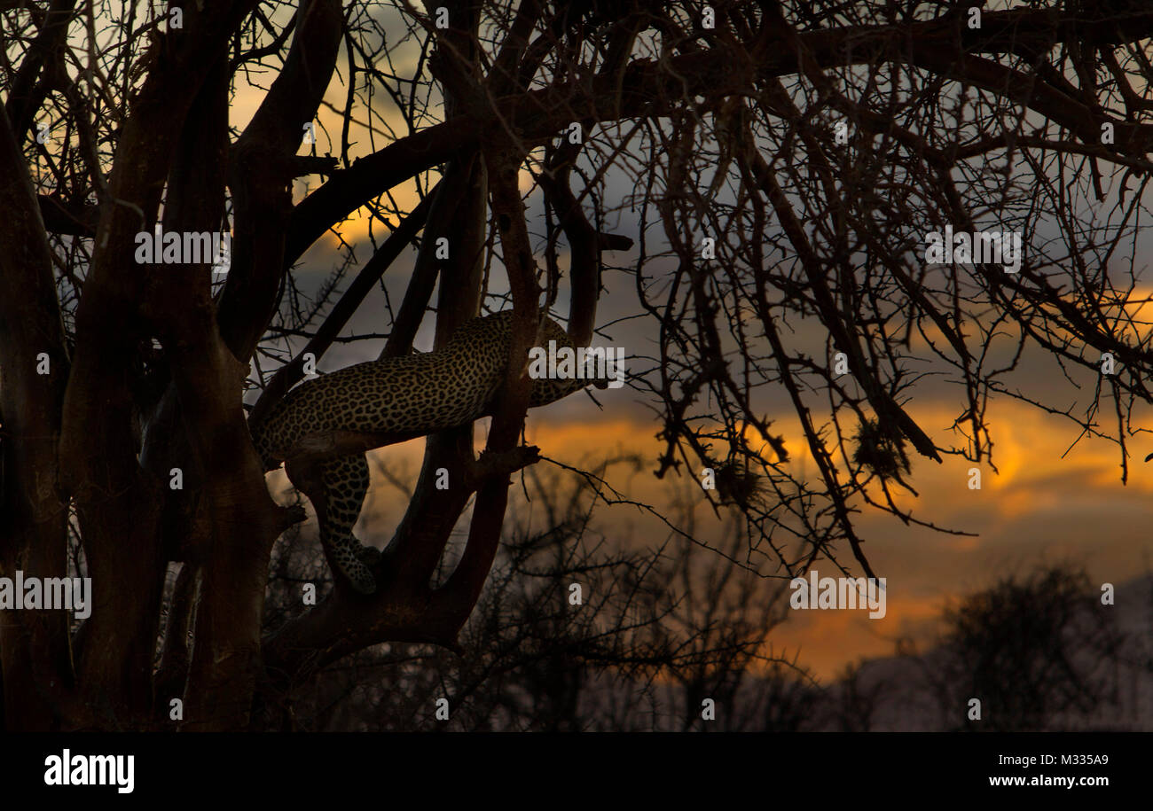 leopard on a tree at sunset at samburu national reserve Stock Photo - Alamy