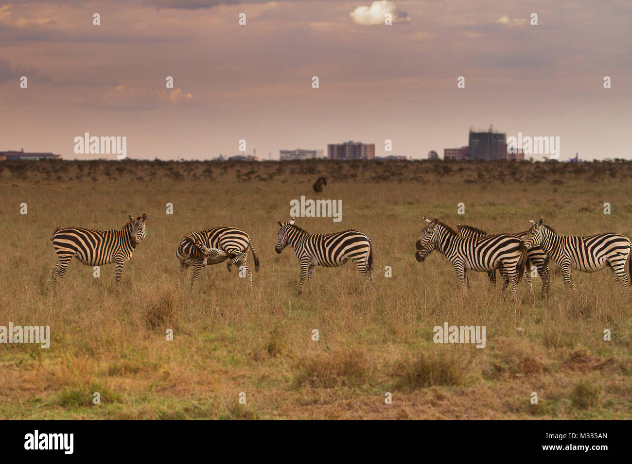 Wildlife at Nairobi national park kenya Stock Photo