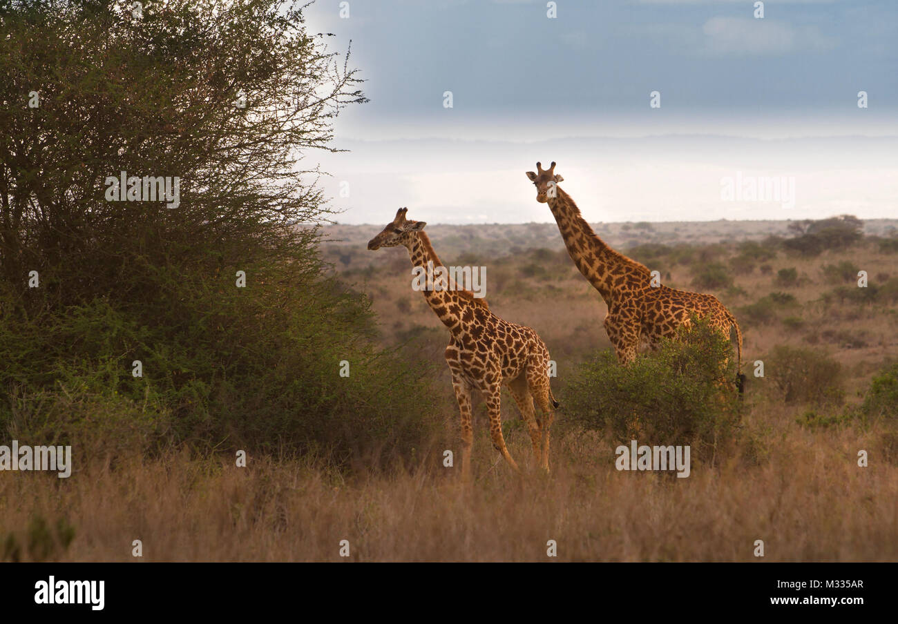 Wildlife at Nairobi national park kenya Stock Photo