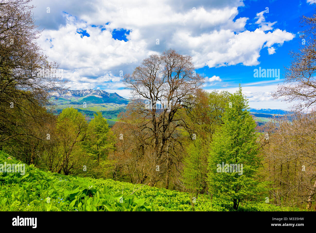 Serene lush green forest landscape with blue skies and puffy clouds ...