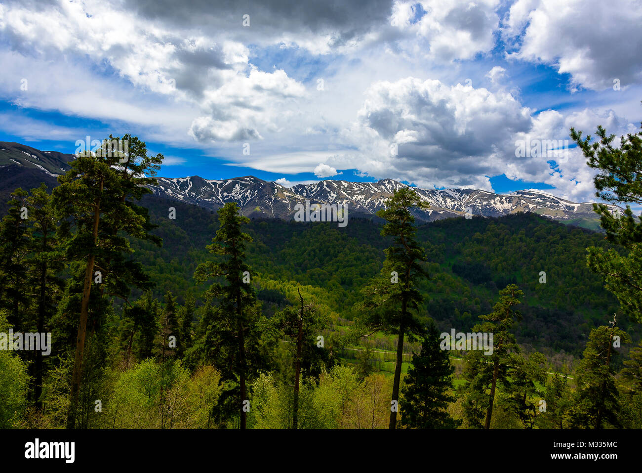 Serene lush green forest landscape with blue skies and puffy clouds ...