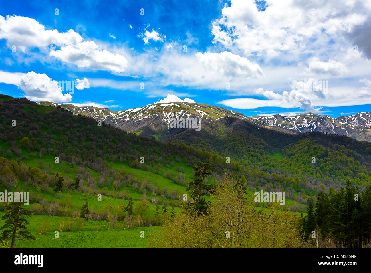 Serene lush green forest landscape with blue skies and puffy clouds ...