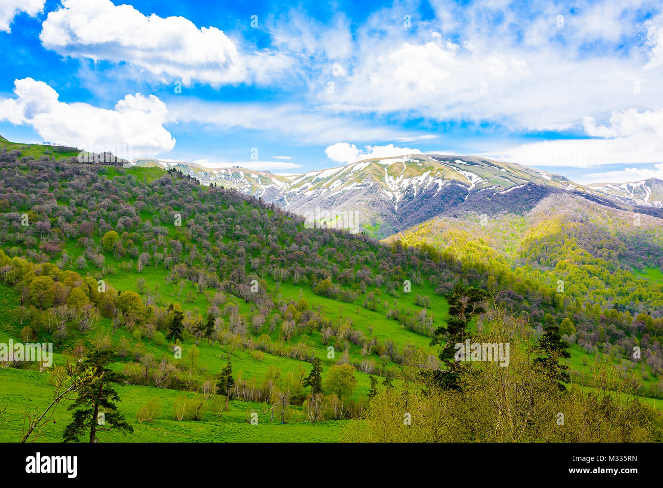Serene lush green forest landscape with blue skies and puffy clouds ...