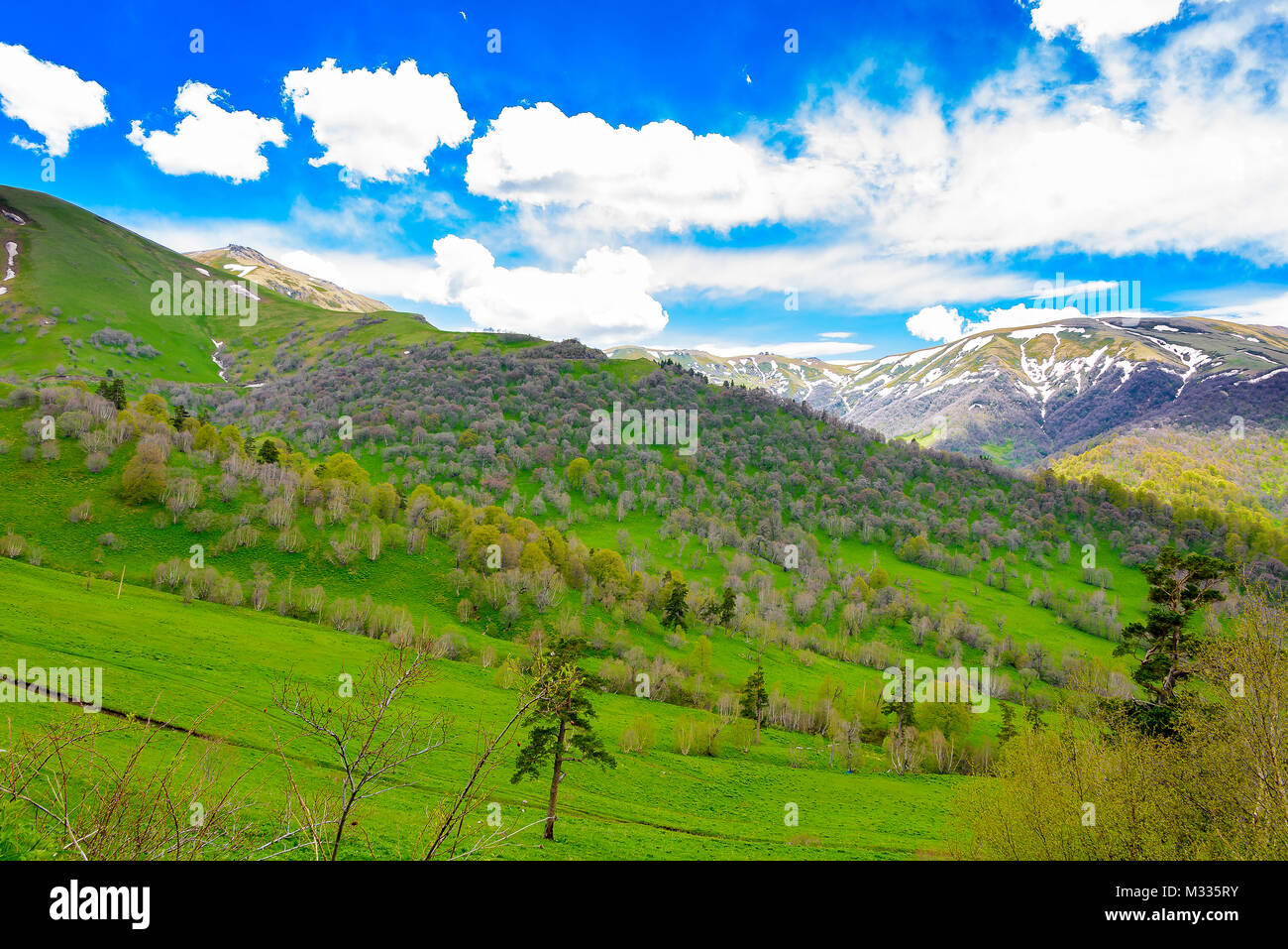 Serene lush green forest landscape with blue skies and puffy clouds ...
