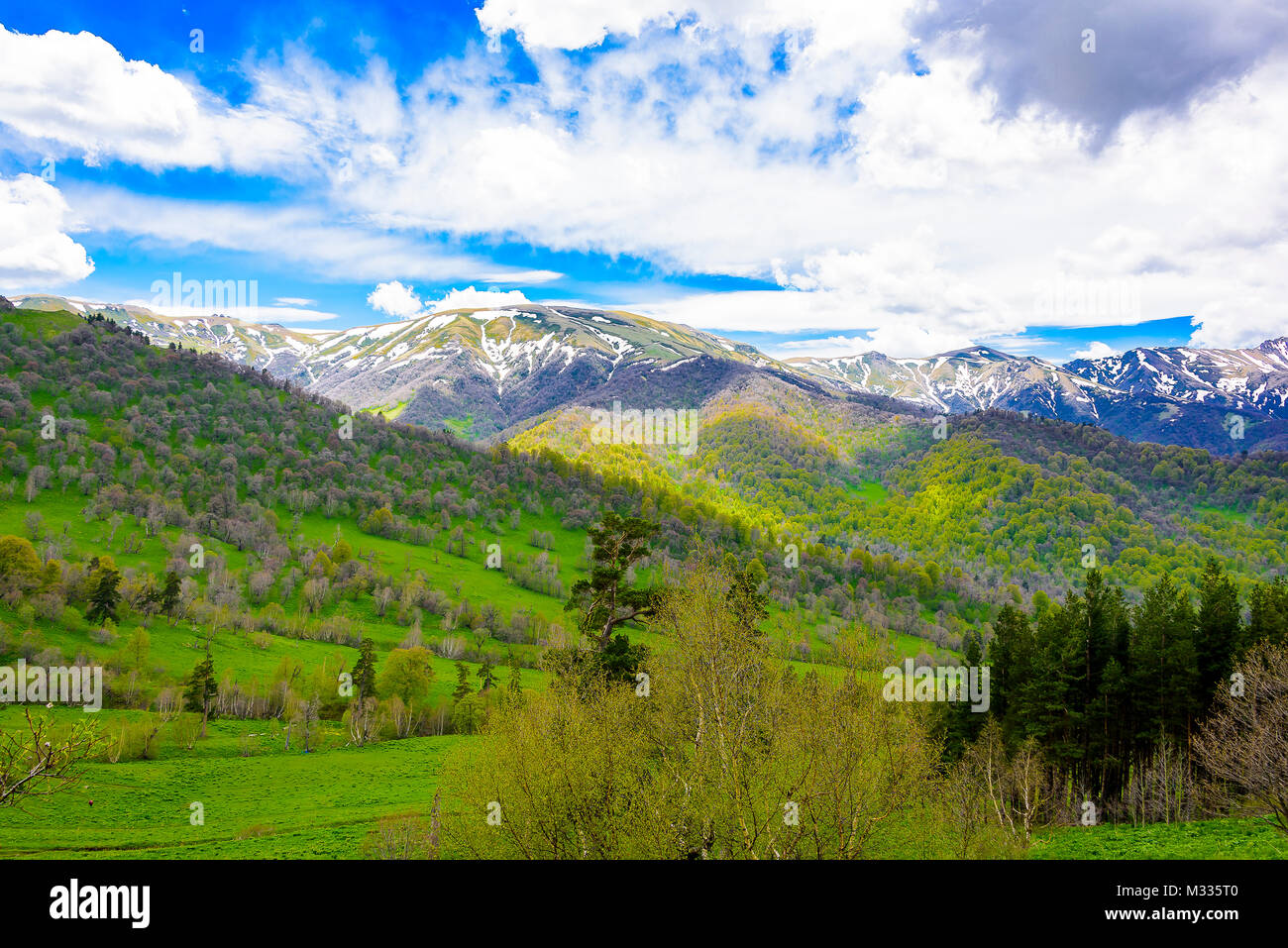 Serene lush green forest landscape with blue skies and puffy clouds ...
