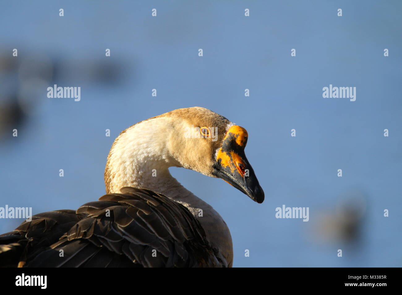 Hybrid greylag snow goose Stock Photo - Alamy