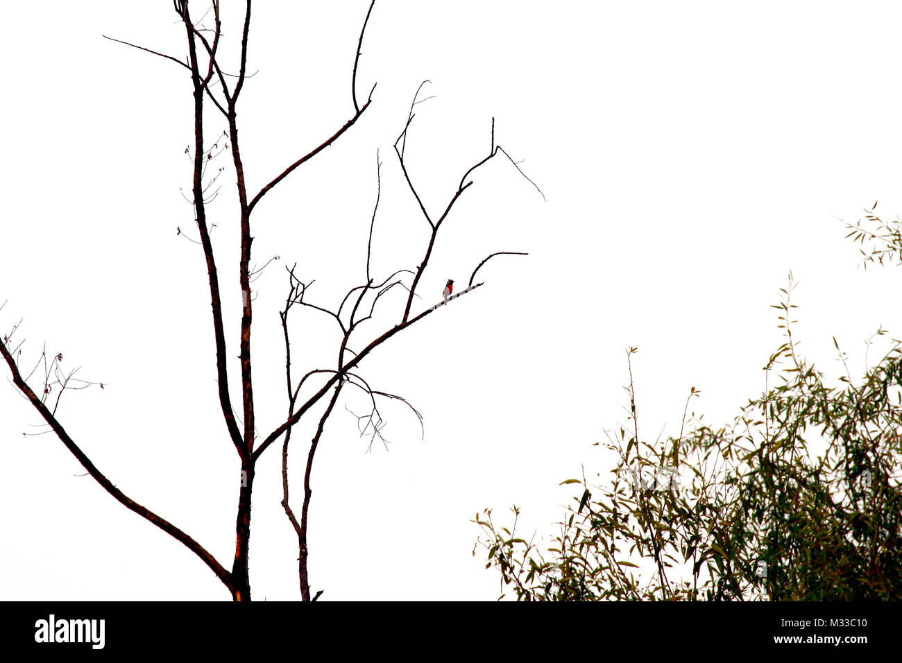 Daurian Redstart Stock Photo