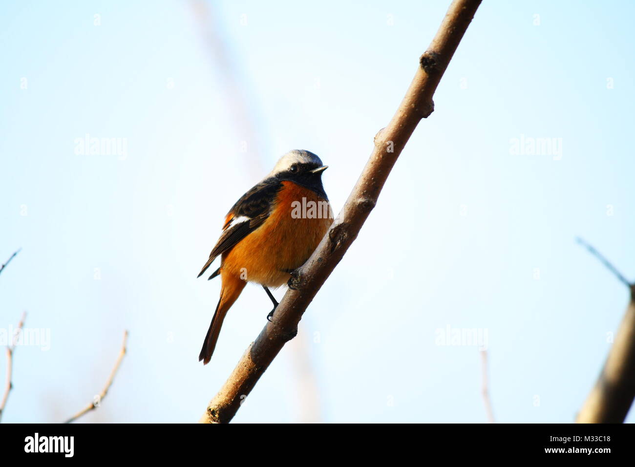 Daurian Redstart Stock Photo