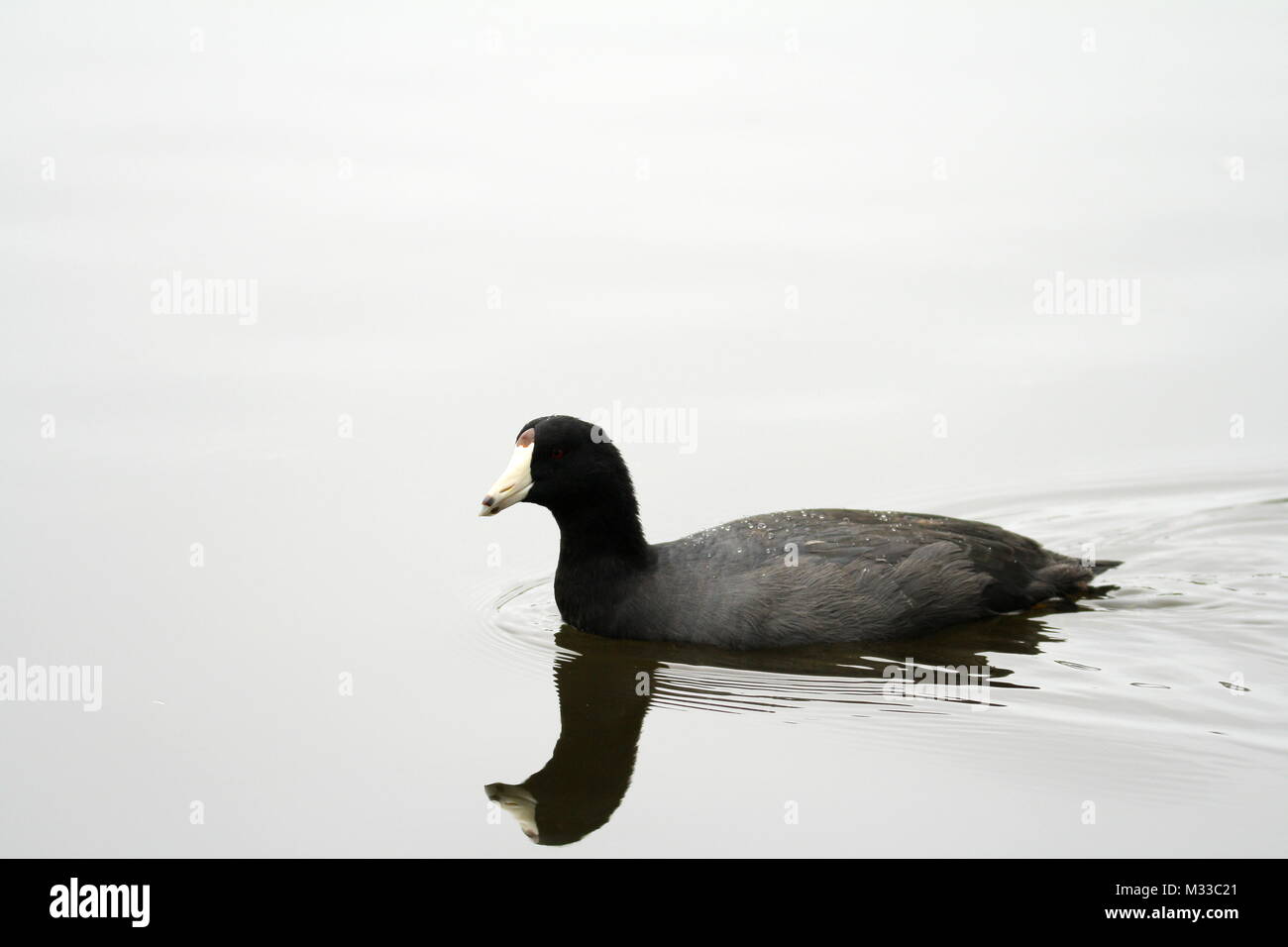 American coot Stock Photo