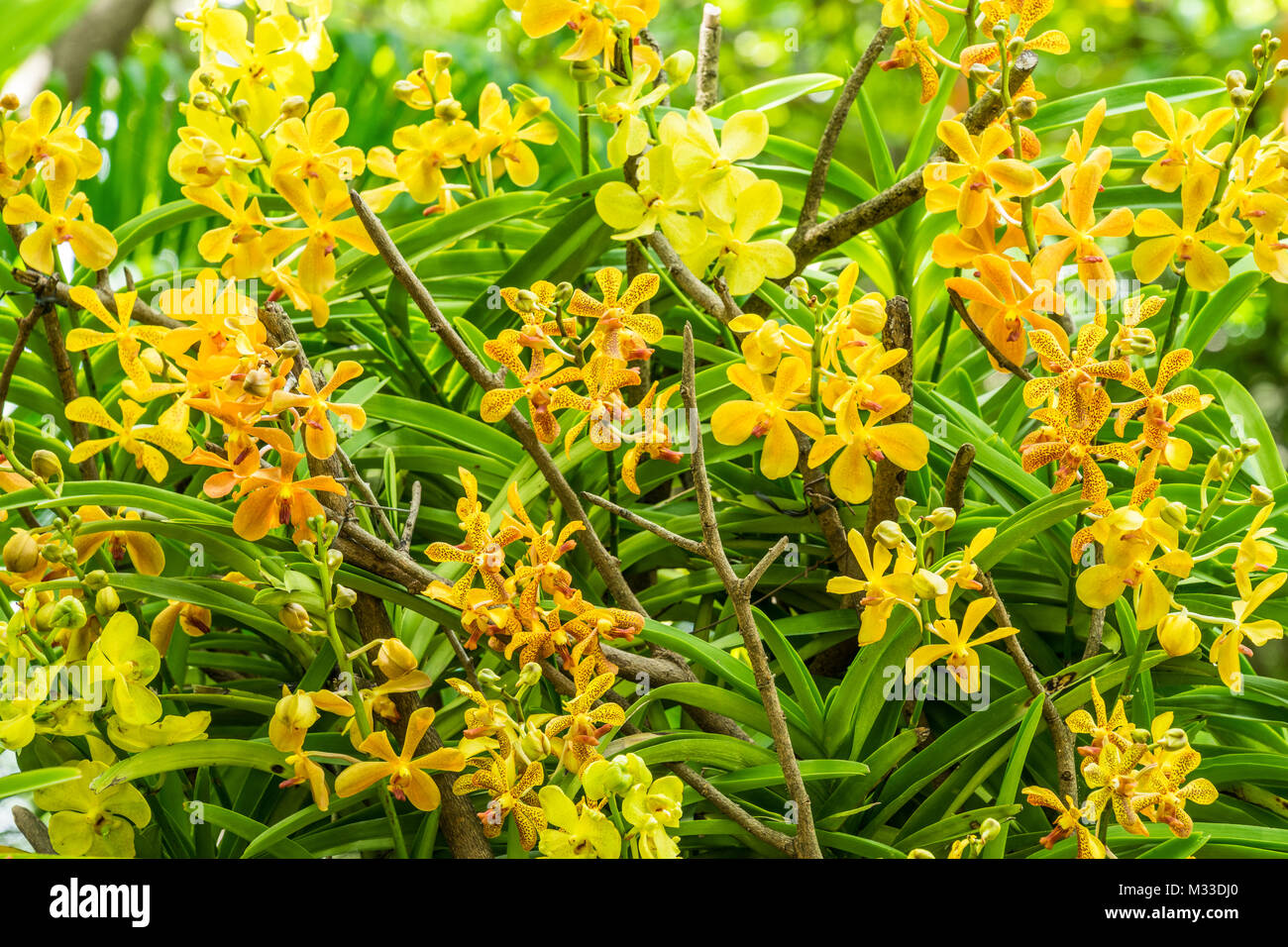 Yellow orchid flower in flower plant selectively focus. Stock Photo