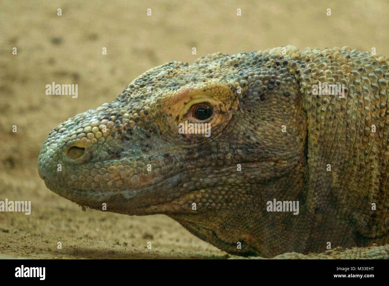 Komodo dragon close up of head Stock Photo