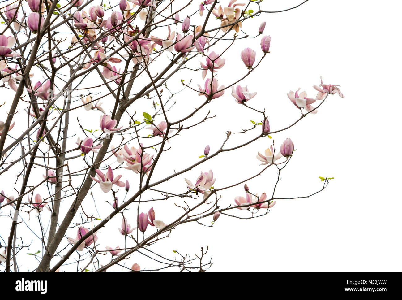 Magnolia flower blossom isolated on white background Stock Photo - Alamy