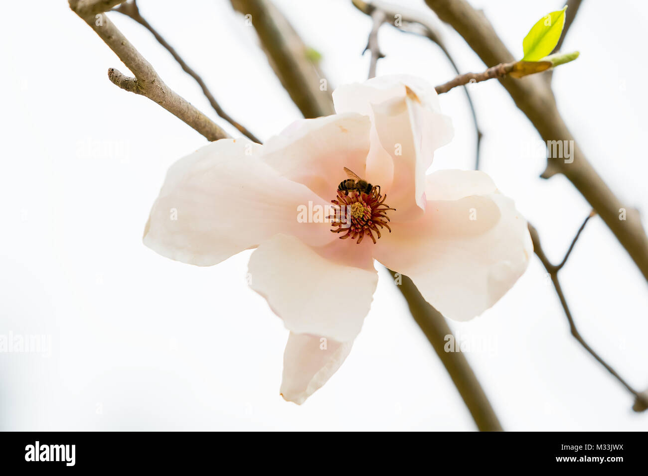 Magnolia flower blossom isolated on white background Stock Photo - Alamy