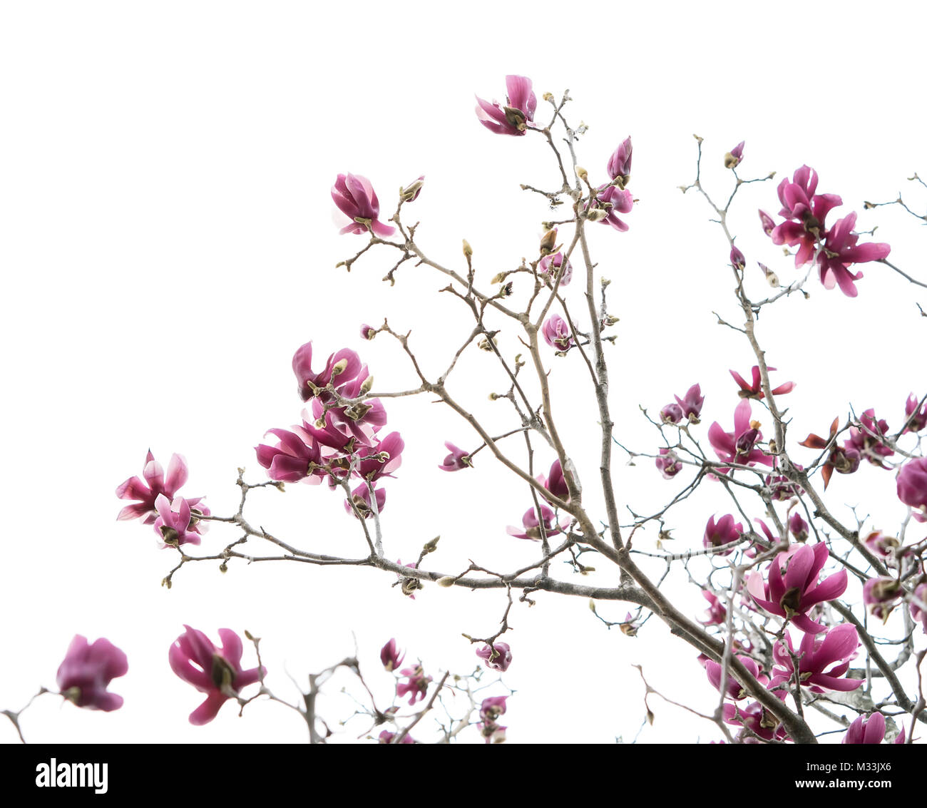 Magnolia flower blossom isolated on white background Stock Photo - Alamy