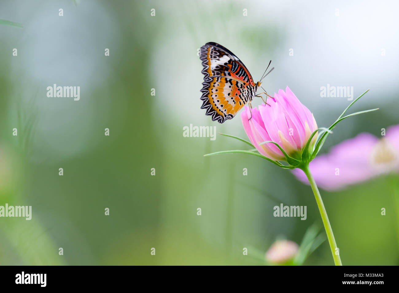 Monarch butterfly seeking nectar on a cosmos flower with copy space ...