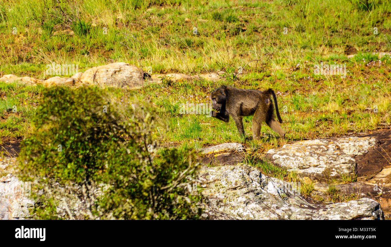 Baboon at Lisbon Falls near God's Window on the Panorama Route in Mpumalanga Province of northern South Africa Stock Photo