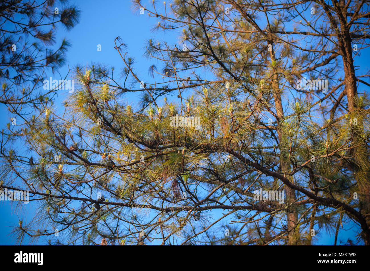 Kesiya Pine tree branch at top mountain with blue sky background Stock Photo